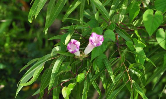 [Epoca de flores no Parque Nacional Everglades, no sul da Flórida, nos Estados Unidos